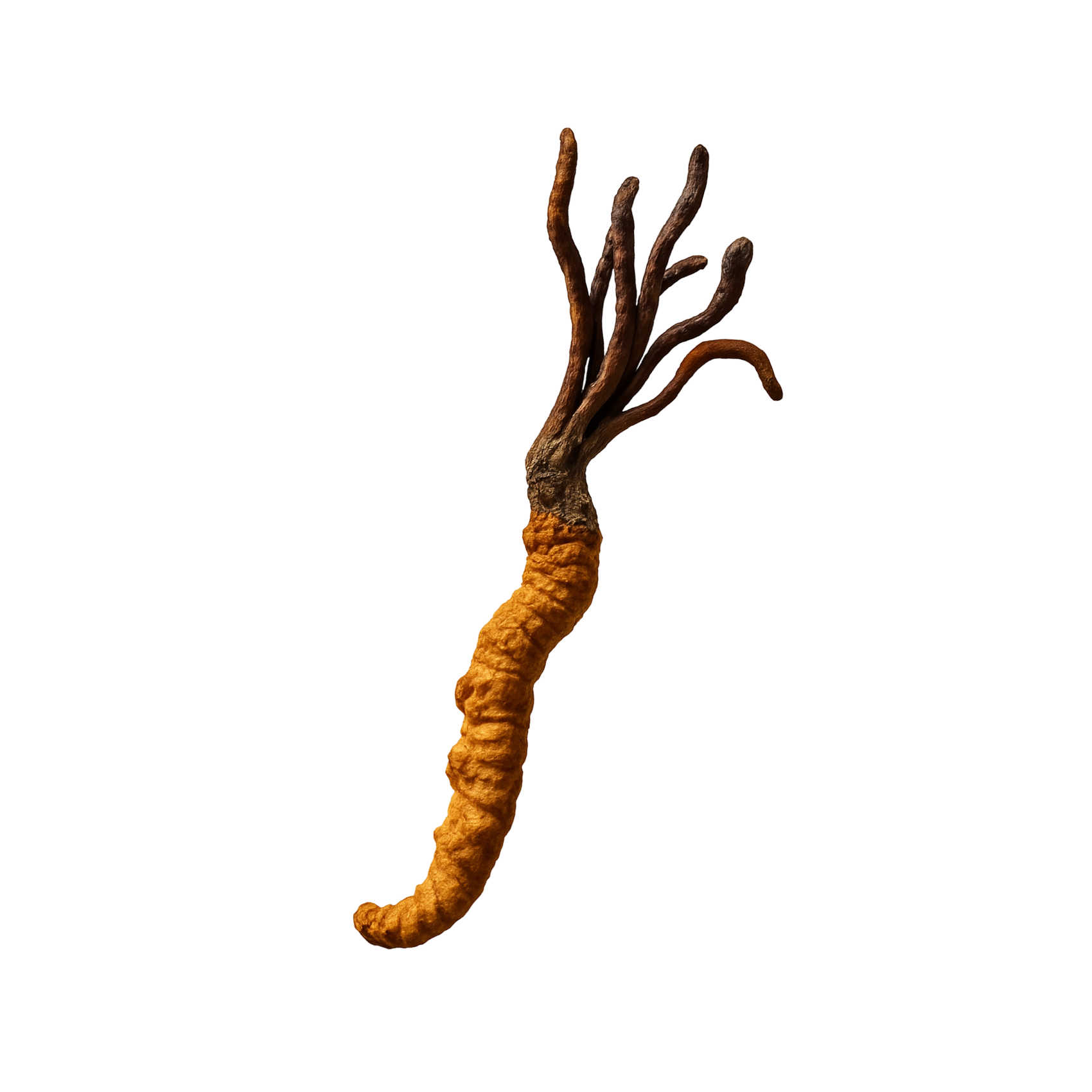 Cordyceps Mushroom